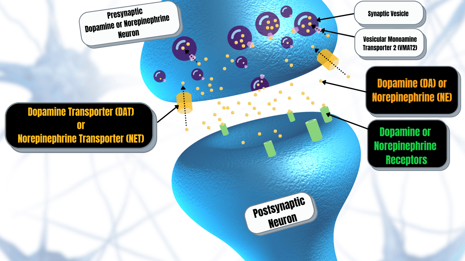 How do stimulants (like Adderall) work? - MTI PSYCHIATRY How do stimulants (like Adderall) work? - MTI PSYCHIATRY