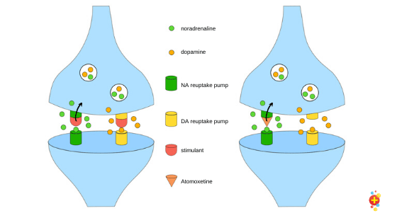 Atomoxetine - Don't Forget the Bubbles Atomoxetine - Don't Forget the Bubbles